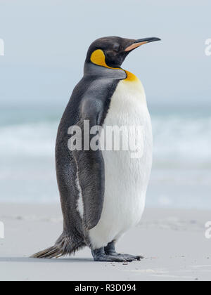 Königspinguin (Aptenodytes patagonicus) auf den Falkland-inseln im Südatlantik. Stockfoto