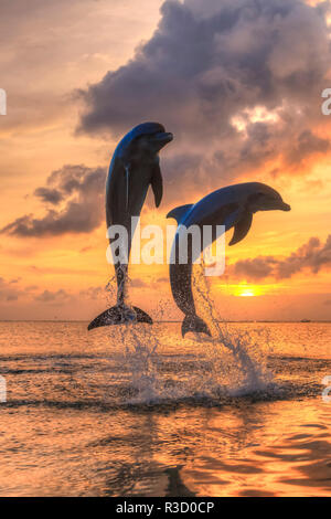 Tümmler (Tursiops truncatus), Karibik, Roatan, Bay Islands, Honduras Stockfoto