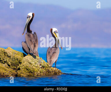 Baja Halbinsel, Meer von Cortez, Golf von Kalifornien. Ein Paar braune Pelikane auf einem Felsen thront. Stockfoto