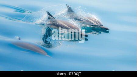 Baja, Meer von Cortez, Golf von Kalifornien, Mexiko. Lange-beaked Common dolphin auftauchen. Stockfoto