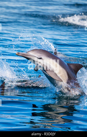 Baja, Meer von Cortez, UNESCO-Welterbe, "Aquarium der Welt "Lange beaked Common dolphin verletzen. Stockfoto