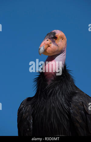 Baja California, Mexiko. Kalifornien Kondor (Gymnogyps Californianus) in freier Wildbahn. Stockfoto