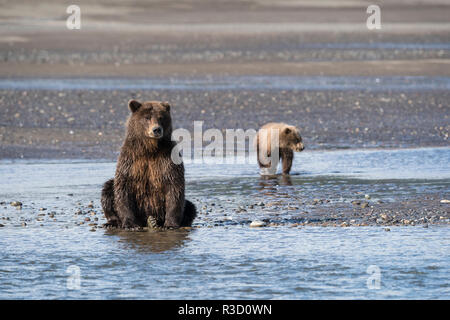 Braunbär (Ursus arctos) und ihr Junges watch für Fische entlang des Flusses in der Lake Clark National Park, Alaska. Stockfoto