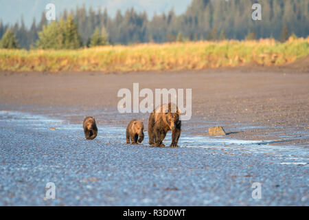 Eine Mutter Braunbär (Ursus arctos) Spaziergänge mit ihren zwei jungen entlang der Gezeiten Rand des Ozeans in Lake Clark National Park, Alaska. Stockfoto