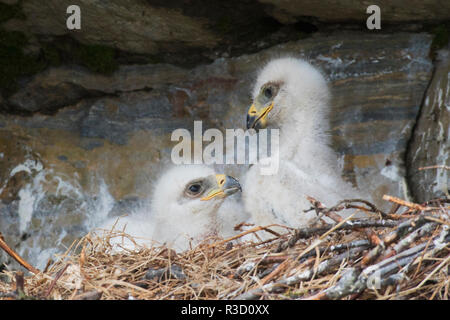 Steinadler-Küken Stockfoto