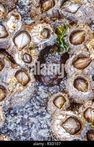 USA, Alaska. Eine schwarze Katy chiton steckt sich Seepocken auf einem Felsen bei Ebbe ausgesetzt. Stockfoto