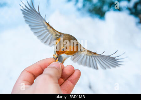 Robin im Flug Hand Feeding im Schnee Stockfoto