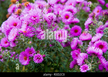 Aster novae angliae barrs Rosa Stockfoto