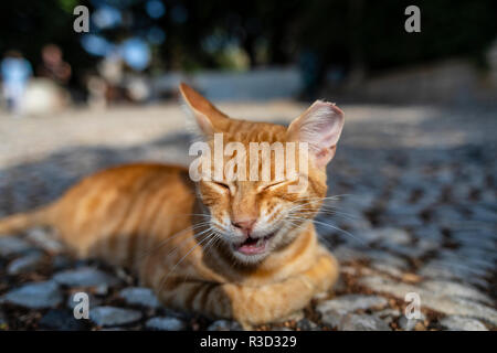 Aufnahme eines wilden Straße ginger Cat ein lustiges Gesicht, während die Festlegung auf Pflaster. Stockfoto