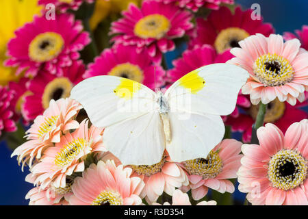 Weiß gewinkelt - Schwefel Schmetterling, Anteos clorinde auf Gerber Daisies Stockfoto