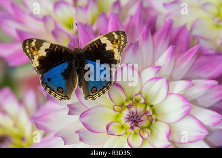 Blau Stiefmütterchen Schmetterling, Junonia orithya auf Rosa und Weiße Dahlie Stockfoto