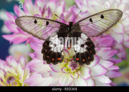 Die clearwing Schwalbenschwanz Schmetterling, Cressida Cressida auf Rosa und Weiße Dahlie Stockfoto