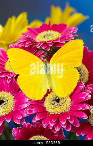 Wolkenlosen Schwefel Schmetterling, Phoebis Sennae auf Rosa Gerber Daisy Stockfoto