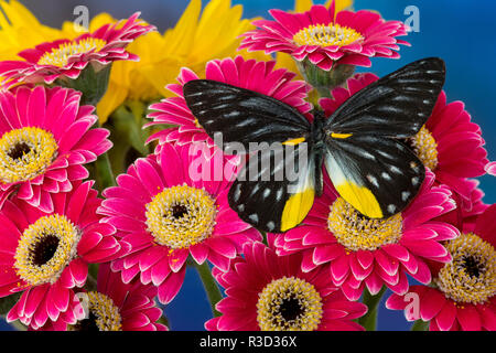 Delias Henningia Schmetterling auf Gerber Daisy Stockfoto