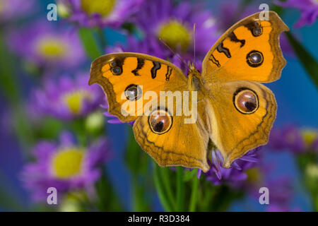 Peacock Stiefmütterchen, Junonia almana in Südostasien gefunden ruht auf blühende Astern. Stockfoto