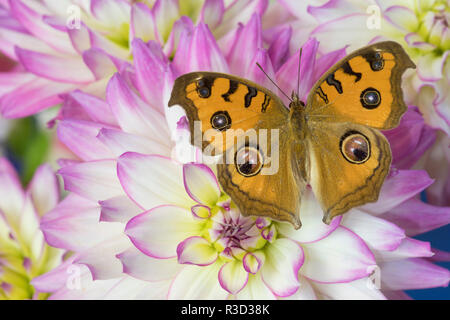 Peacock Stiefmütterchen, Junonia almana in Südostasien gefunden, auf Rosa und Weiße Dahlie Stockfoto