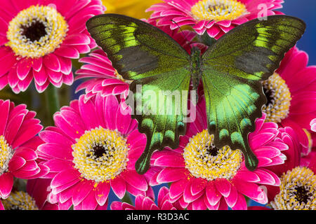 Die grüne Schwalbenschwanz Schmetterling, Papilio neumogeni auf Gerber Daisies Stockfoto