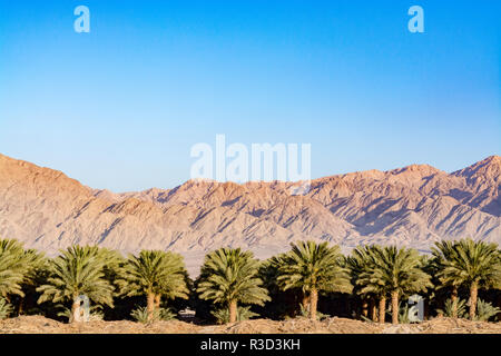 Plantation von Phoenix dactylifera, allgemein bekannt als Datum oder Datum Palmen in Arava Wüste, Israel, Anbau von süßen köstlichen Medjool Date frui Stockfoto