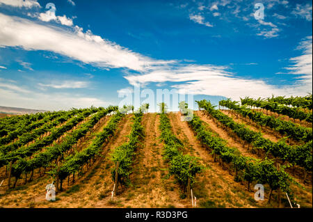 USA, WA, Walla Walla. Woodward Canyon Weinberg. Stockfoto