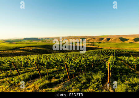 USA, WA, Richland. Gans Ridge Vineyard in der Morgendämmerung. Stockfoto