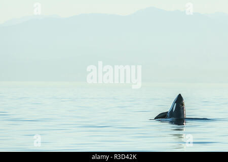Spyhopping Orca von Pod der ansässigen Orca Wale (Orcinus orca) in Haro Meerenge in der Nähe von San Juan Island, WA, USA Stockfoto