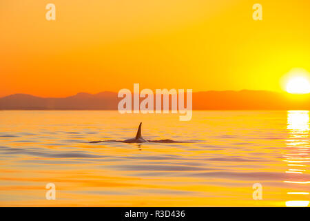 Große männliche Orca bei Sonnenuntergang von Pod der ansässigen Orca Wale in Haro Meerenge in der Nähe von San Juan Island, WA, USA Stockfoto