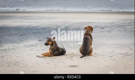 Zwei freundliche streunende Hunde am Strand in Panama. Stockfoto