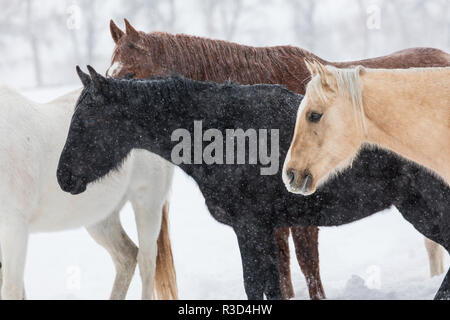 Schnee und Pferde, Versteck Ranch, Shell, Wyoming. (PR) Stockfoto