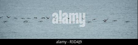Braune Pelikane (Pelecanus occidentalis) Fliegen in einer Linie, intelligente Vögel erschrecken Fisch in Richtung Ufer entlang der Küstengewässer in Panama. Stockfoto