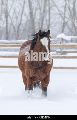 Pferd im Schnee der Versteck Ranch, Wyoming. (PR) Stockfoto