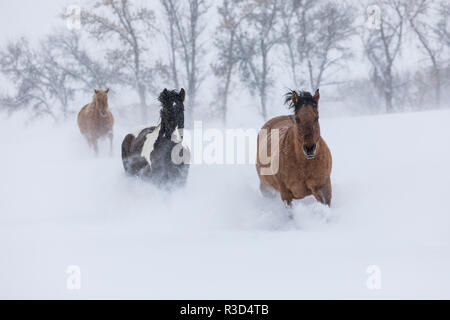 Versteck Ranch, Shell, Wyoming. Pferd läuft durch den Schnee. (PR) Stockfoto