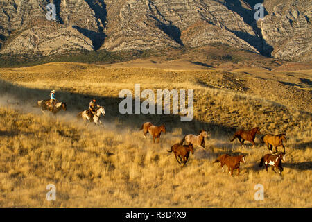 Usa, Wyoming, Shell, das Versteck Ranch, Cowboys Fahren die Pferde durch die Hügel (MR, PR) Stockfoto