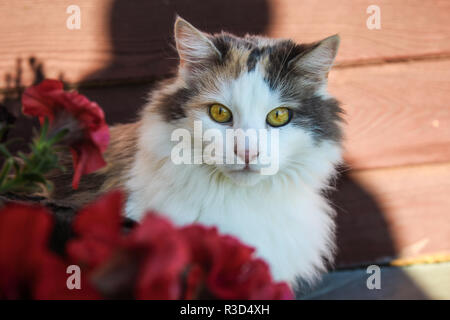 Niedlich neugierig Katze sitzt aussen neben Flower Pot Stockfoto