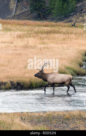 Yellowstone National Park, Wyoming, USA Bull Elk Kreuzung einen Stream. Stockfoto