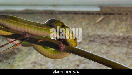 Grüne chinesische Bambus viper Snake mit einem roten Auge auf einem Bambus Zweig eine gefährliche und giftige Reptil aus Asien aufgewickelt Stockfoto