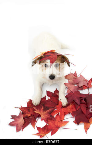 Süße JACK RUSSELL HUND SPIELEN MIT ROT bunte Blätter im Herbst. Isoliert gegen den weißen Hintergrund. Hohe Blickwinkel betrachten. Stockfoto
