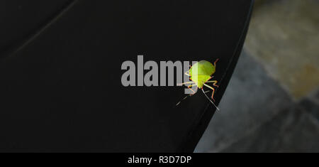 Chincha bug. Leuchtende grüne Wanze auf dunklem Holz Oberfläche. Insekt wildlife Kreatur besucht einen dunklen Tisch in einem offenen Raum Lounge top. Stockfoto