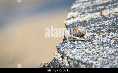 Kleine Krabbe trägt seine Shell an den Rand seiner Welt am Strand im heißen Sand entlang der Küste Wasser. Stockfoto