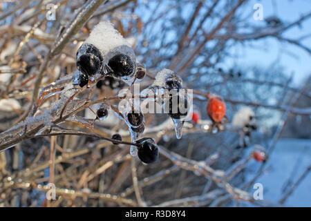 Zweige des Baumes mit schwarzen Beeren nach dem Schneeregen, eiskruste und Eiszapfen. Unscharfe, Weihnachten Hintergrund. Bäume im Frost. Selektive konzentrieren. Schließen Stockfoto