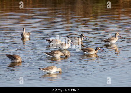 Godwits Stockfoto