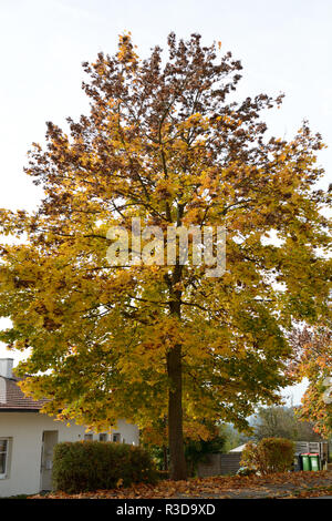 Ahornbaum im Herbst Ahornbaum Im Herbst Pflanzen pflanzt Laubbaum