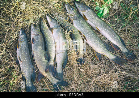 Hecht auf das trockene Gras. Esox lucius Stockfoto