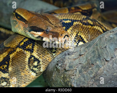 Gemeinsame Boa constrictor constrictor CAPTIVE Stockfoto