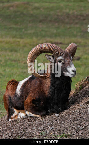 Mufflon ovis orientalis Musimon Stockfoto