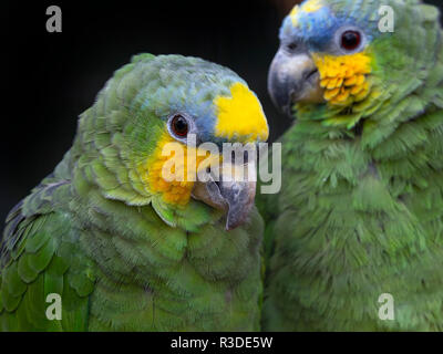 Amazone Amazona amazonica mit Orangenflügeln Stockfoto