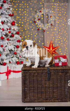 Hunderasse englische Bulldogge unter dem Weihnachten Tannenbaum sitzen auf Warenkorb in der Nähe präsentiert glücklich lächelnd. Stockfoto