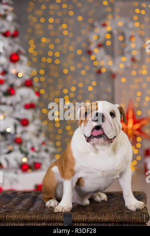 Hunderasse englische Bulldogge unter dem Weihnachten Tannenbaum sitzen auf Warenkorb in der Nähe präsentiert glücklich lächelnd. Stockfoto