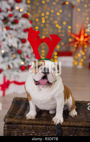 Hunderasse englische Bulldogge unter dem Weihnachten Tannenbaum sitzen auf Warenkorb in der Nähe präsentiert glücklich lächelnd. Stockfoto