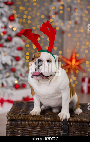 Hunderasse englische Bulldogge unter dem Weihnachten Tannenbaum sitzen auf Warenkorb in der Nähe präsentiert glücklich lächelnd. Stockfoto