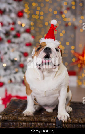 Hunderasse englische Bulldogge unter dem Weihnachten Tannenbaum sitzen auf Warenkorb in der Nähe präsentiert glücklich lächelnd. Stockfoto